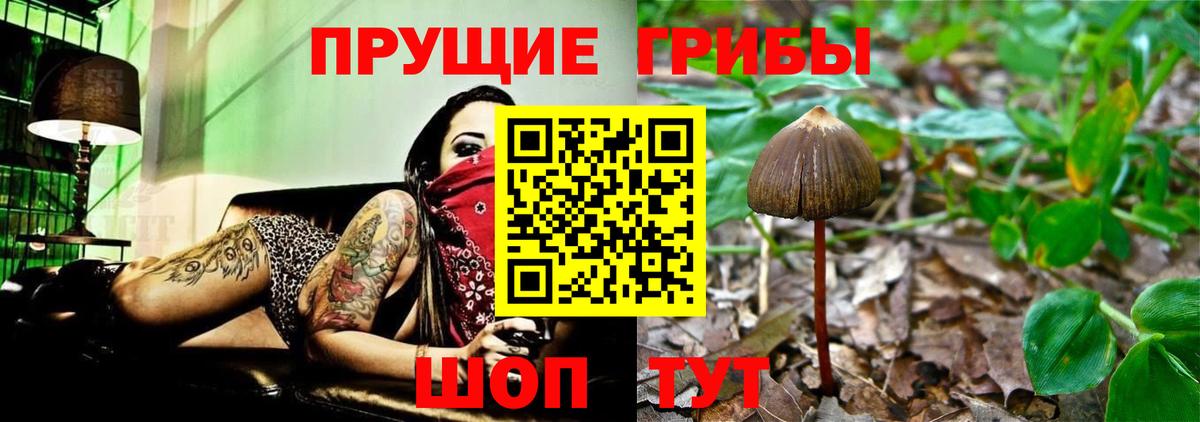Псилоцибиновые грибы Cubensis  Вход с VPN  Аргун  Псилоцибиновые грибы прущие грибы 